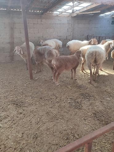 щенок кангал: Продаю | Овца (самка) | Арашан | Для разведения | Племенные, Котные, Матка — 2