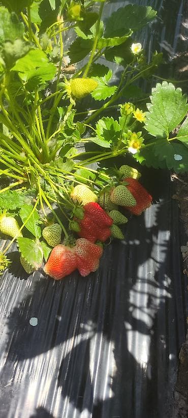 вишня замороженная купить: Принимаем заказ на рассаду! Продается Рассада Клубники,Ксд — 7