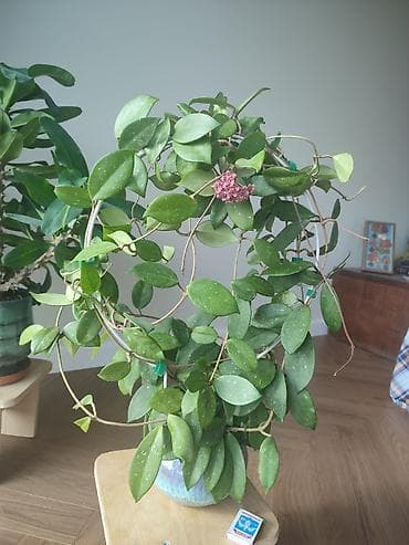 афган кой: Хойя карнозная (Hoya carnosa) — взрослое лианное комнатное растение с — 2