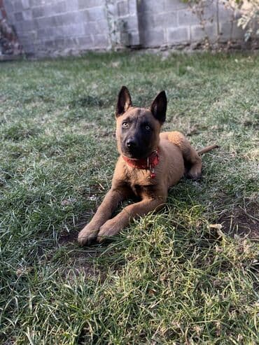 щенки ротвейлера бишкек: В продаже: щенок бельгийской овчарки (малинуа). Описание: - Два — 2