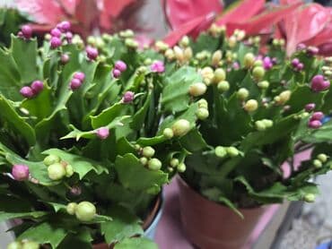 для капельного полива: Драцена (вариэгатная, полосатые листья) в декоративном белом горшке — 3