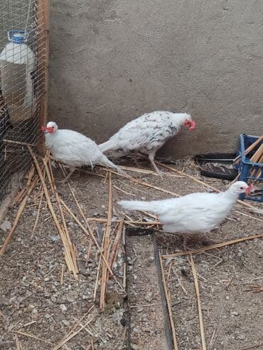 купить инкубационное яйцо с доставкой в регионы: Фазан декоративный, белый (возможно серебристый вариант окраса) — 3