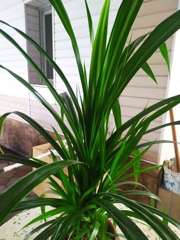 купить пальму: Продаю цветок в офис,домой,большой,красивый,простой в — 1