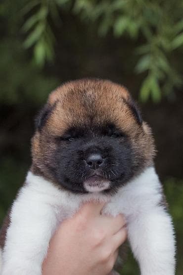 акита ину о породе: Щенки американской акиты готовятся к предварительному бронированию — 2