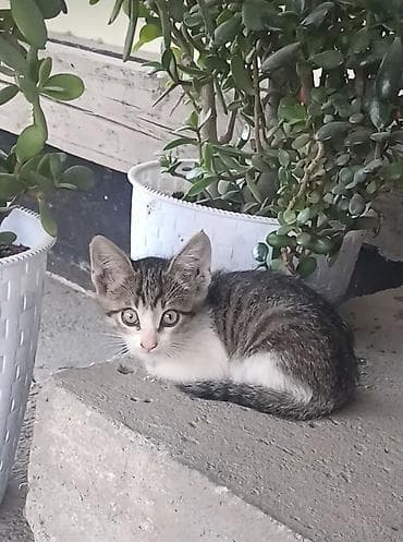 Мышыктар: Котята домашние в количестве 5, короткошёрстные.Отдам — 3