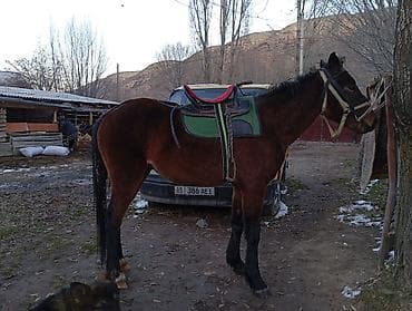 лошади кони: Продаю | Конь (самец) | Рабочий — 3