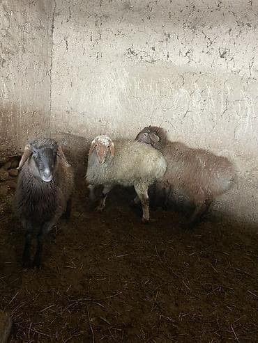 митиз койлор: Сатам | Кочкор (эркек) | Көбөйтүү үчүн — 5