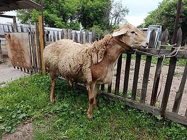 бараны арашан цена: Продаю | Овца (самка) | Для разведения — 5
