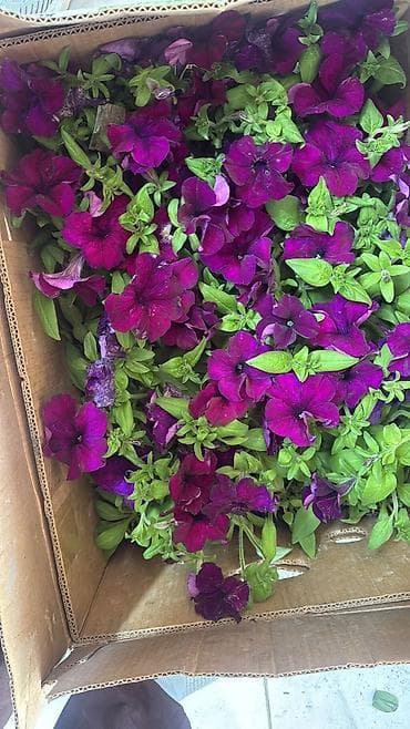 фикус эластика купить: Петуния каскадная, фуксия/пурпур - Ампельный сорт с обильным — 3