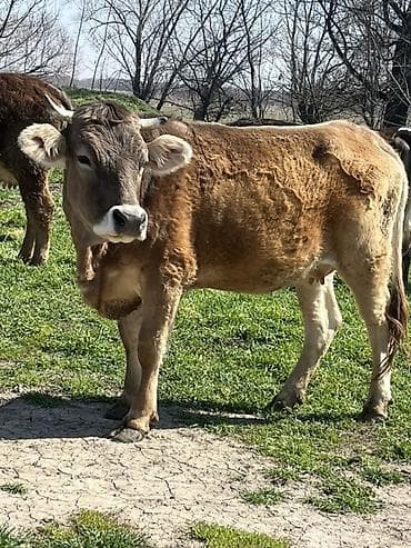 дойная козы: Продаю | Корова (самка) | На откорм, Для молока | Привязанные — 3