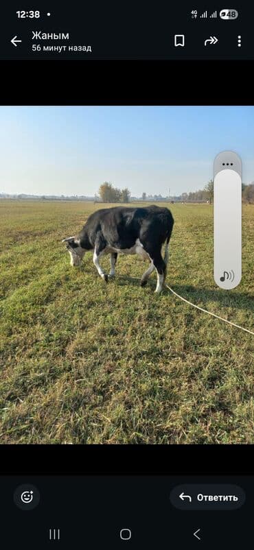 отдам даром собак в бишкеке: Продаю | Тёлка | На откорм | Привязанные — 7