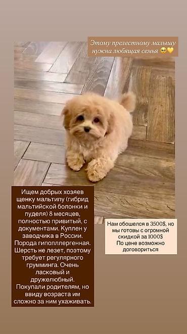 йоркширский терьер сколько стоит: Мальтипу, 8 месяцев, Самец, С прививкой, С родословной — 1