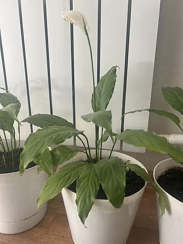 цвет: Это цветы Женские счастья - Комнатное растение с длинными глянцевыми — 4