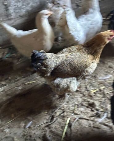собаки цена: Продаю | Куры | Домашняя | Для разведения — 5