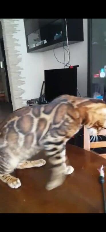 купить породистых котят: Красивейшие бенгальские котята .вырастают вот такими красавцами очень — 7