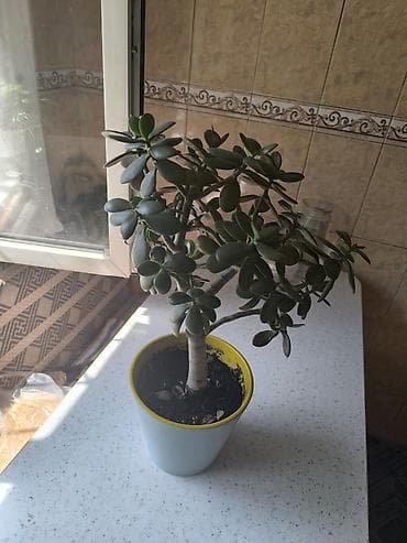 цветок денежный: Толстянка (Crassula ovata, денежное дерево) 800 сом — 2