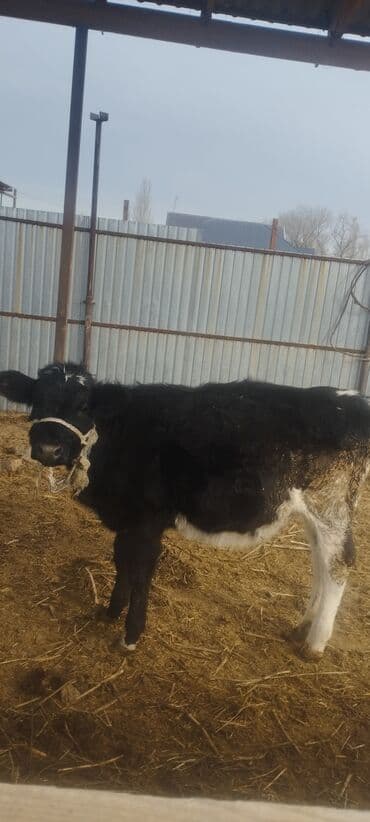 продажа щенков немецкой овчарки с документами в бишкеке: Сатам | Кунаажын | Швиц | Көбөйтүү үчүн, Сүт алуу үчүн | Жасалма уруктандырылган — 3