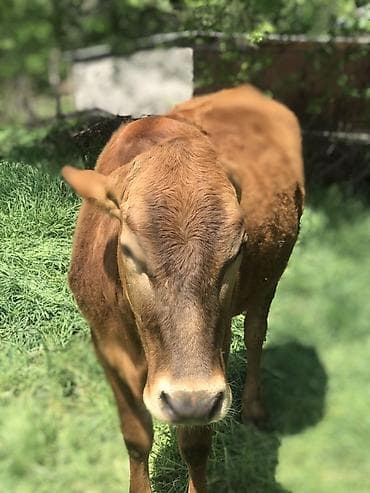 дойные корова: Продаю | Корова (самка) | Для молока | Привязанные — 3