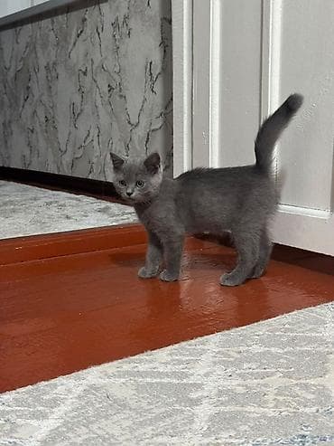 купить британскую кошку: Британская короткошёрстная, 3 месяца, Мальчик, Серый, Приучена к лотку — 3