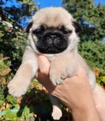 китайская хохлатая собака: Щенки мопса Родители щенков хороший гены отец и мать нет проблем — 4