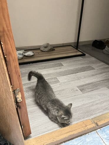 долматинец щенок: Котёнок, серебристый табби - Порода/тип: домашний короткошёрстный — 3