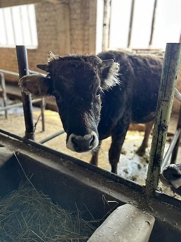 швицкой: Продаю | Бык (самец) | Швицкая | На откорм, На забой | Племенные — 5