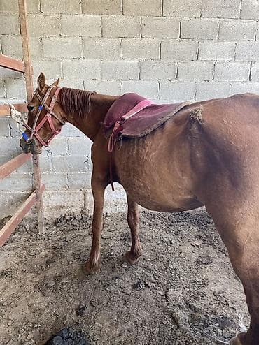 жеребец дончак: Продаю | Кобыла (самка) — 3