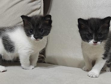 тез арада: Котята, 2 малыша с уникальным тигрово-дымчатым окрасом «black & — 3