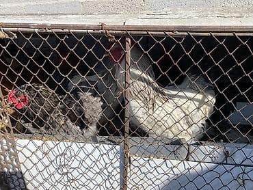 утка голубой фаворит: Продаю | Куры | Брама | Для разведения — 6