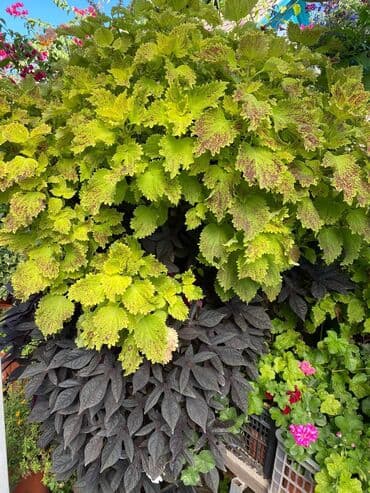 электроинструменты интернет магазин: Колеусы есть в стаканчиках и большие — 10