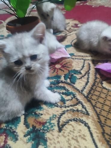 котята шотландские: Скотиш Страйт (Шотландская прямоухая), 2 месяца, Девочка, Серебристая шиншилла, Приучена к лотку — 4