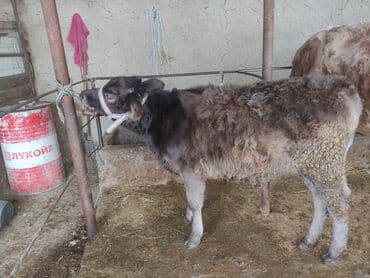 дом животных: Продаю | Музоо, торпок | На откорм | Привязанные — 1