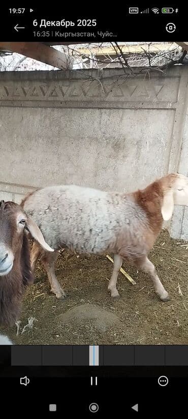 наполнители для кошек: Продаю | Баран (самец) | Для разведения | Племенные — 1