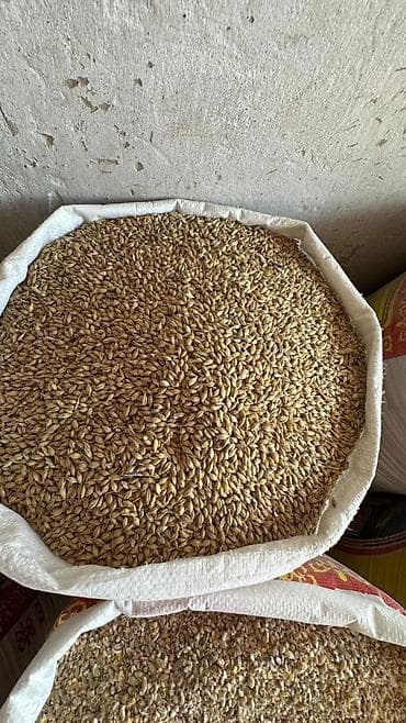 Кормовое зерно в мешках - Зерновая смесь цельных зерен (по виду — — 1
