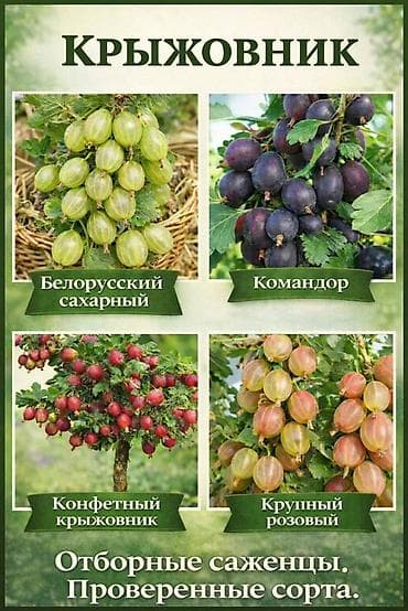 ежевика блек джем: Садовые саженцы ягодных культур — широкий выбор лучших сортов — 6