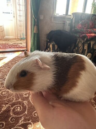 Морская свинка с клеткой