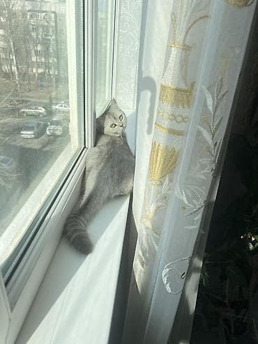 кошка британка: Британская короткошёрстная, 1 год, Девочка, Серебристая шиншилла, Приучена к лотку, Проглистована, С прививками — 2