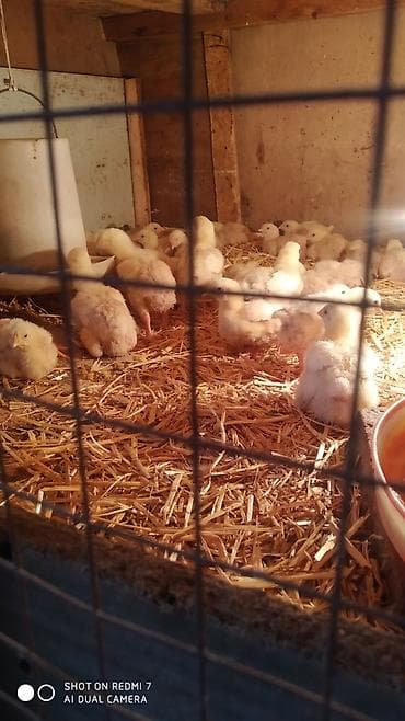 баранина туша цена: Продаю | Цыплята | Бройлерная | На забой — 3