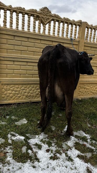 сколько стоит коза дойная купить: Продаю | Корова (самка) | Для молока | Привязанные — 3