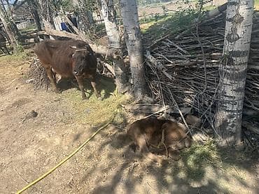 чак чау: Продаю | Корова (самка) | Полукровка | Для молока | После отела — 3