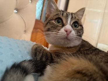 черные коты: 4 месяца, Мальчик, Приучена к лотку, Проглистована, С прививками — 2