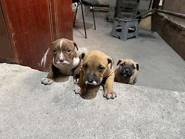 хаски в бишкеке: Продаются чистокровные щенки Питбуля щенки крупные, здоровые и — 6