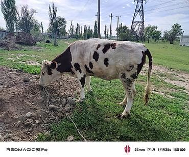 Сатам | Уй (ургаачы) | Байланган