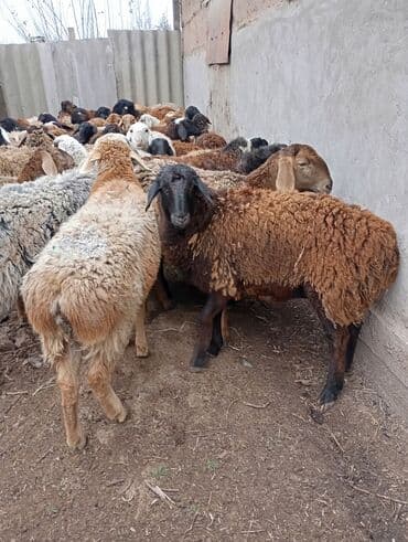 вислоухие кошки бишкек: Продаю | Овца (самка) | На забой | Матка — 3