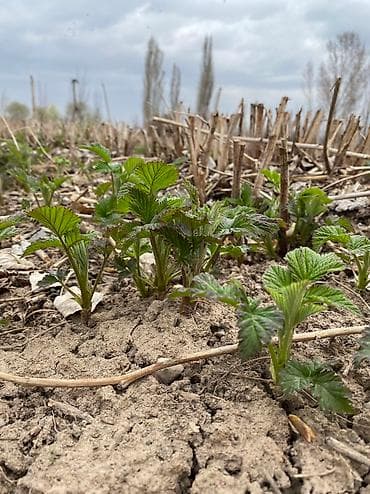 эт сатабыз: Малина кочот сатылат — 1