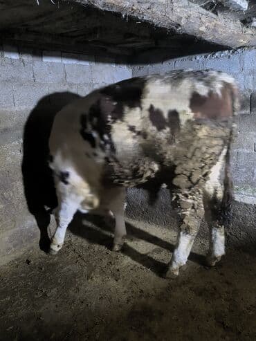 курцхаар купить: Продаю | Бык (самец) | Монбельярд | На откорм | Привязанные — 2