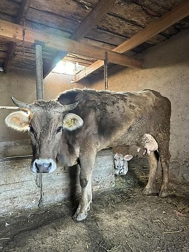 молоко коровье: Продаю | Корова (самка) | Для молока | Привязанные — 1