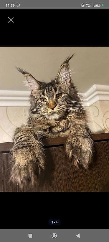 прием кукуруза: Предлагается мальчик мейкуна,от родителей гигантов! Котенок сам очень — 5