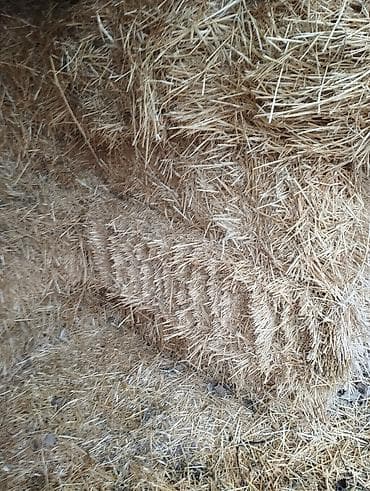 кукуруза цена за 1 кг бишкек: Продается солома около 150 тюков, цена 150 сом за тюк — 3