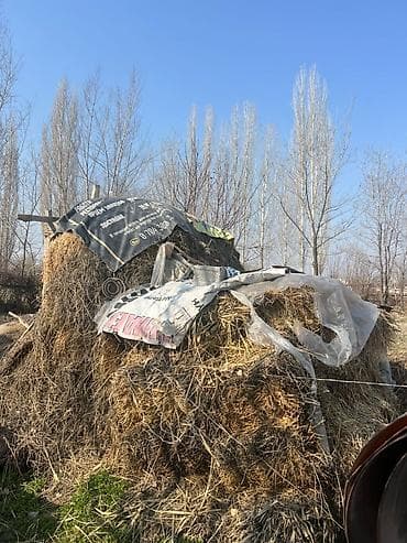 куриный помет: Солома/сено в рассыпном виде - Большой объём россыпью, хранилось под — 2